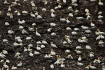 26 Northern gannets on the colony - Island of Bass Rock, Scotland