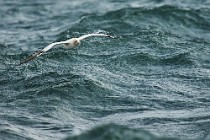 28 Northern gannet - Island of Bass Rock, Scotland