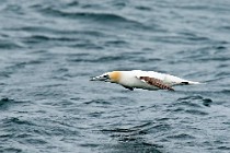 30 Northern gannet - Island of Bass Rock, Scotland
