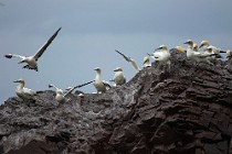 31 Northern gannets - Island of Bass Rock, Scotland