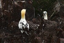 32 Northern gannets - Island of Bass Rock, Scotland
