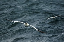 33 Northern gannet - Island of Bass Rock, Scotland