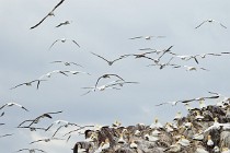 34 Northern gannets - Island of Bass Rock, Scotland