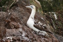 35 Northern gannet - Island of Bass Rock, Scotland