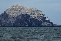 29 Bass Rock, Scozia