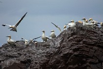 31 Sule Bassane - Isola di Bass Rock, Scozia