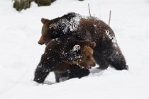 9 Orsi Bruni europei  (SCP) - Parco Nazionale della Bayerischer Wald - Baviera, Germania